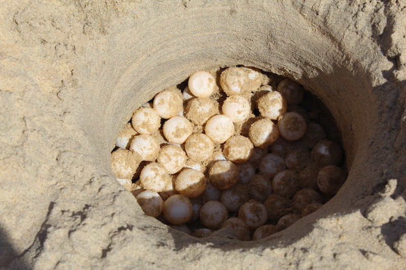 Season’s 35th Olive Ridley Turtle Nest Discovered