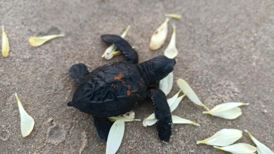 The Hindu writes “Olive Ridley hatchlings released into sea at Honnavar”