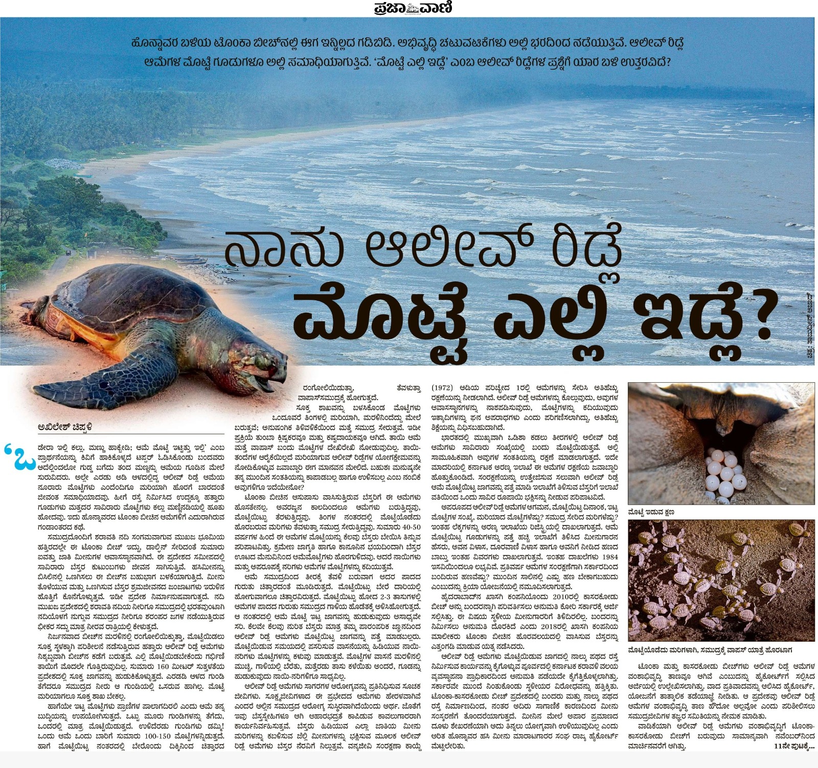 Prajavani writes about Olive Ridley Turtles at Tonka, Honavar